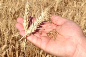 Buğday çeşitleri ve ekim bakım hasad zamanı