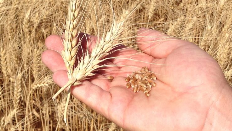 Buğday  çeşitleri ve  ekim bakım hasad zamanı