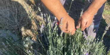 mugla-milas-belediyesi-lavanta-hasadi-gerceklestirdi-dlf5Ii9c.webp