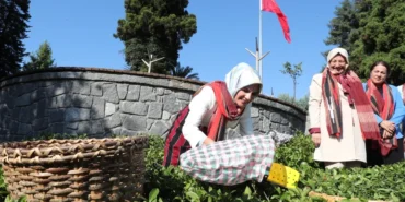 bakan-goktas-yoresel-kiyafetlerle-rizede-cay-hasat-etti-yNgcf62E.webp