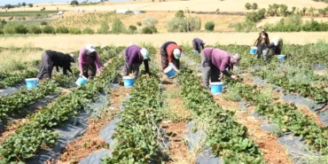cografi-isaretli-cilegin-hasadi-basladi-s7AFuzrw.webp
