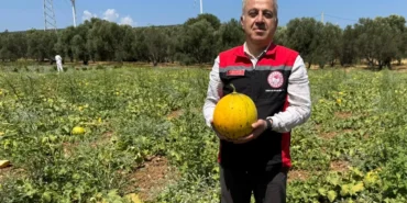 izmirin-meshur-cesme-kavununda-hasat-zamani-eiPkQtJf.webp