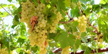 antalyada-pekmez-uretimine-teknolojik-dokunus-Da4mbZBu.webp