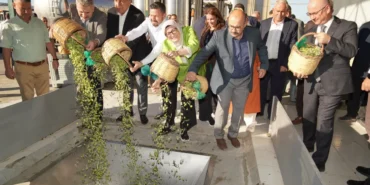 ayvalikta-yilin-ilk-zeytin-hasadi-yapildi-cljBNrfn.webp