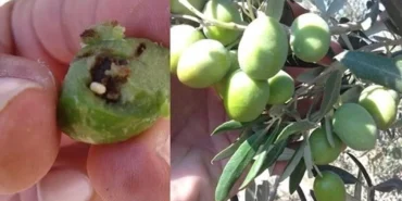 bursa-mudanyada-zeytin-ureticilerine-takoz-uyarisi-hlcKMC4v.webp