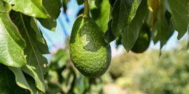 mersinde-22-binden-fazla-avokado-fidani-ureticiyle-bulustu-xYNvwcGn.webp