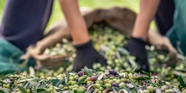 sofralik-zeytin-ihracatinda-255-milyon-dolarlik-tarihi-rekor-yNHn6GSs.webp