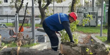 istanbul-bakirkoyde-teke-bocegine-karsi-etkin-mucadele-bCHOHV6J.webp