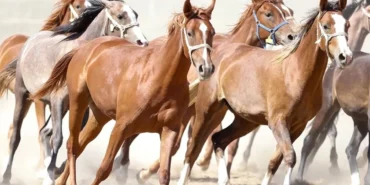 100-milyon-tllik-tay-kayip-denilmisti-tigemden-aciklama-geldi-5jZRRDbZ.webp