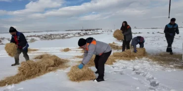 kayseri-buyuksehirden-dilsiz-dostlara-merhamet-eli-GrbhirXB.webp