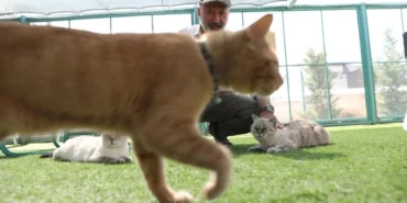 kucuk-dostlar-kedi-kasabasi-rekor-ziyaretciye-ulasti-9smtTDKB.webp