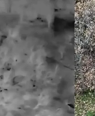 usakta-yasa-disi-avcilara-termal-drone-destekli-mudahale-klbtjsWs.webp