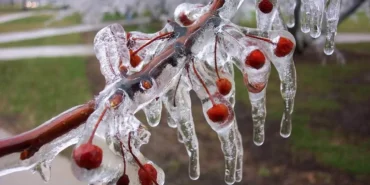 uzmanlar-uyariyor-meyve-bahcelerinde-don-riski-icin-mikro-sprinkler-cozumleri-one-cikiyor-ejfItD1r.webp