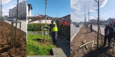 bursanin-700-yillik-mirasi-700-cinarla-kok-saliyor-2OCYYMC6.webp