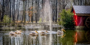 kocaelide-ormanya-ve-kuzuyayla-ziyaretcilere-hazir-1GZW8IRY.webp