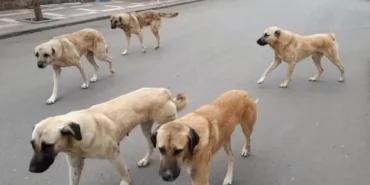 yozgatta-sahipli-hayvanlara-mikrocip-zorunlulugu-basladi-DRPEK2uE.webp