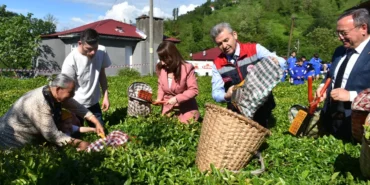 artvinde-geleneksel-cay-hasadi-basladi-g7ACRfNp.webp