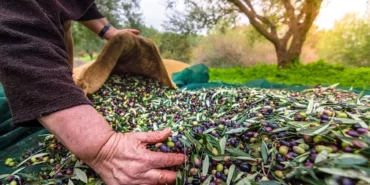izmirde-uluslararasi-zeytin-zirvesi-13-ulkeden-uzmanlar-bulusuyor-xxlQLmqw.webp