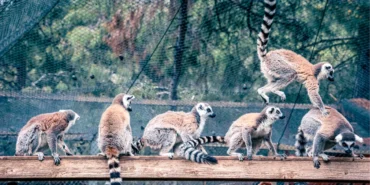 lemur-ailesinin-yeni-uyesi-sevimli-zabumafu-oldu-jKKeI2zi.webp
