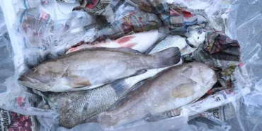 antalyada-260-kilo-baliga-el-konuldu-khf1G9a7.webp