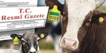 hayvan-kupeleme-sisteminde-yeni-donem-karekod-geliyor-il-kodlu-kupelerin-suresi-uzatildi-N244i7jn.webp
