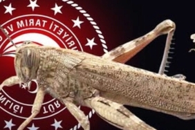 bakanliktan-cekirge-istilasi-aciklamasi-ekonomik-zarar-olusturan-populasyon-yok-4Nn1fqzw.jpg