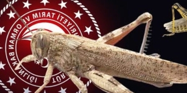 bakanliktan-cekirge-istilasi-aciklamasi-ekonomik-zarar-olusturan-populasyon-yok-4Nn1fqzw.jpg