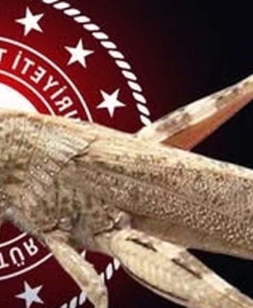 bakanliktan-cekirge-istilasi-aciklamasi-ekonomik-zarar-olusturan-populasyon-yok-4Nn1fqzw.jpg