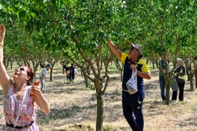baskentliler-ata-ciftliginde-hasat-yapti-jYKCjXp3.jpg