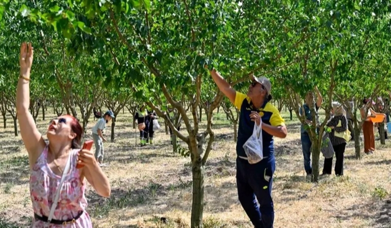 baskentliler-ata-ciftliginde-hasat-yapti-jYKCjXp3.jpg