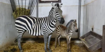 bursa-hayvanat-bahcesinde-zebra-ailesi-buyuyor-zN4Jg6yN.webp