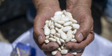mersin-buyuksehirden-leklek-fasulyesine-destek-IFPGWea4.webp