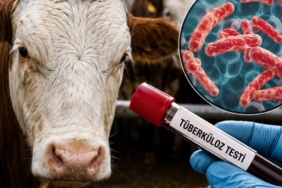 sigir-tuberkulozuyla-mucadelede-yeni-donem-test-sureleri-kisaldi-arilik-sartlari-degisti-HGesIcDv.jpg