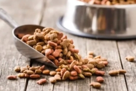yeni-yapilan-31-bilimsel-arastirmaya-gore-vegan-kopek-mamasi-ve-vegan-kedi-mamasinin-iyi-hmzKP5pg.jpg