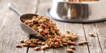 yeni-yapilan-31-bilimsel-arastirmaya-gore-vegan-kopek-mamasi-ve-vegan-kedi-mamasinin-iyi-hmzKP5pg.jpg