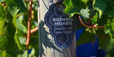 bornova-misket-uzumu-cografi-isaretle-gelecege-tasiniyor-bornovanin-kulturel-mirasina-bag-yolu-P5GV3DRp.jpg