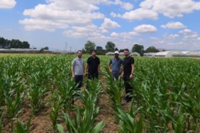 buyuksehirden-kocaeli-tarimina-yeni-misir-hamlesi-M9GUzeMQ.jpg