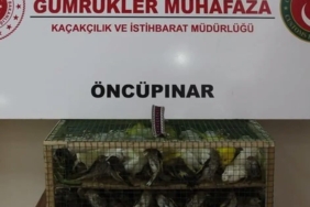 gumruk-muhafazadan-kacakciliga-darbe-2026da-58-bin-519-canli-hayvan-kurtarildi-PClgwjxw.jpg