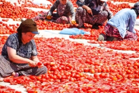 izmir-buyuksehirden-torbalida-kirmizi-altin-mesaisi-HSPMxtIQ.jpg