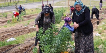 izmirin-mahalle-bostanlarinda-yaz-hasadi-FvznsheA.jpg