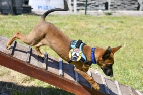 k9-ekipleri-baskentte-724-gorevde-QA1CxCG4.jpg