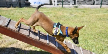 k9-ekipleri-baskentte-724-gorevde-QA1CxCG4.jpg