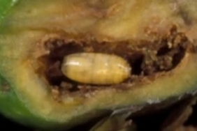 mudanyada-zeytin-sinegiyle-mucadele-7U4rsMMe.jpg