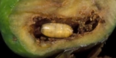 mudanyada-zeytin-sinegiyle-mucadele-7U4rsMMe.jpg