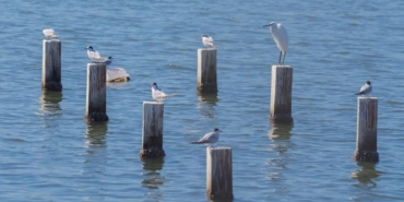izmirde-dogal-doku-flamingo-doga-parkiyla-canlaniyor-mTi29SDj.jpg