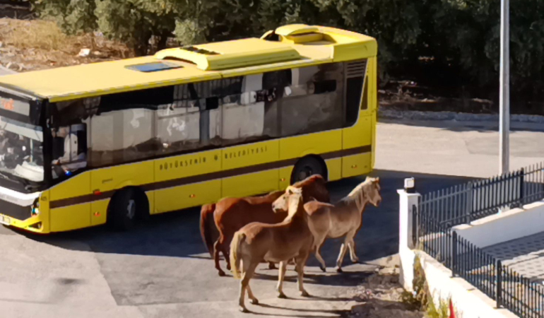 mudanyada-basibos-atlar-tehlike-olusturdu-4z2OxNEe.jpg
